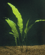 Java Fern - Medium - 12 Bunch